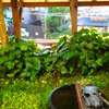 夏の庭