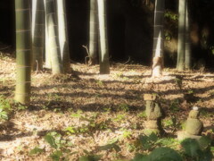 積石