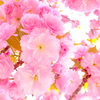 八重桜5