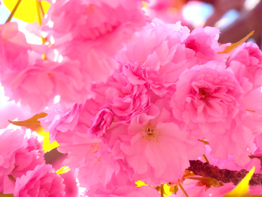 八重桜