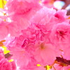 八重桜