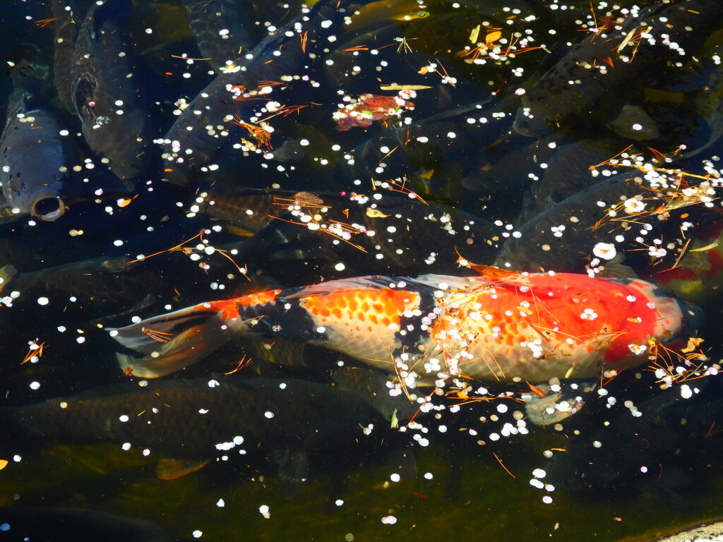 紅一点