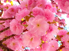 八重桜の万華鏡