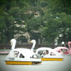 三匹のアヒル