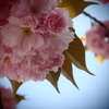 八重桜トイフォト3