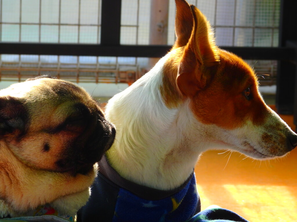２匹の横顔