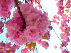 八重桜のカーテン