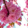 八重桜のカーテン