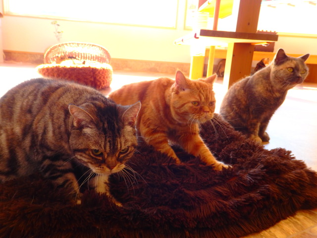 価格 Com アメリカンショートヘア アメショー ペット情報