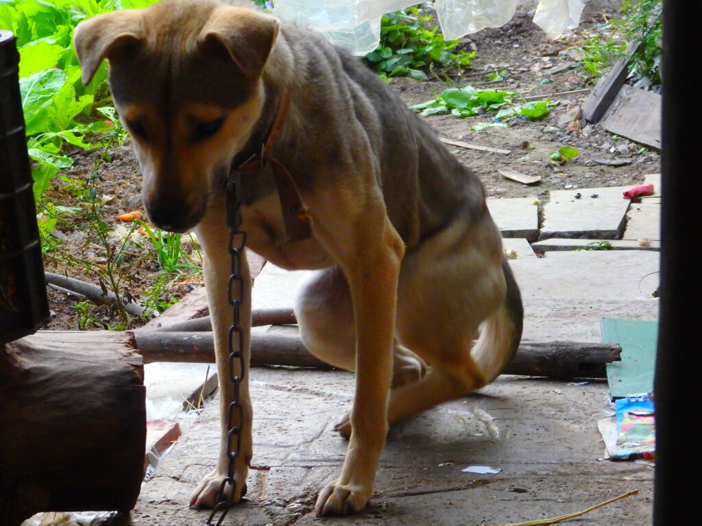 重い腰をあげるお犬様