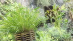 幻想的な熱帯植物