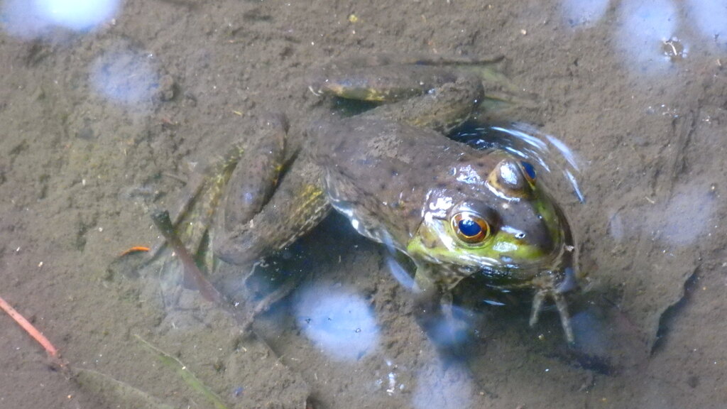 水面にひょっこり