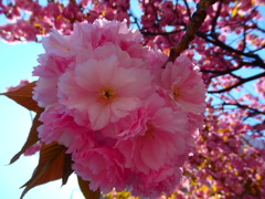 八重桜4