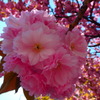 八重桜4