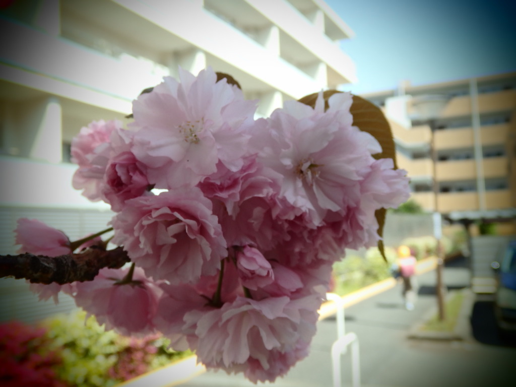 八重桜トイフォト2