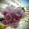 八重桜トイフォト2