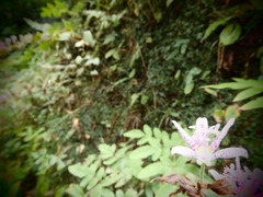 崖の苔の中の花