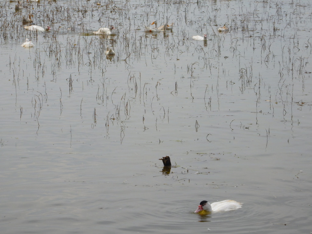 食べ物どこだ？