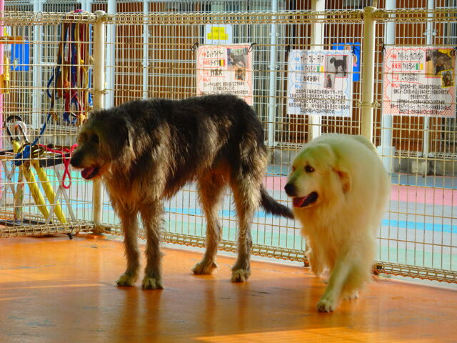 価格 Com アイリッシュ ウルフハウンド ペット情報