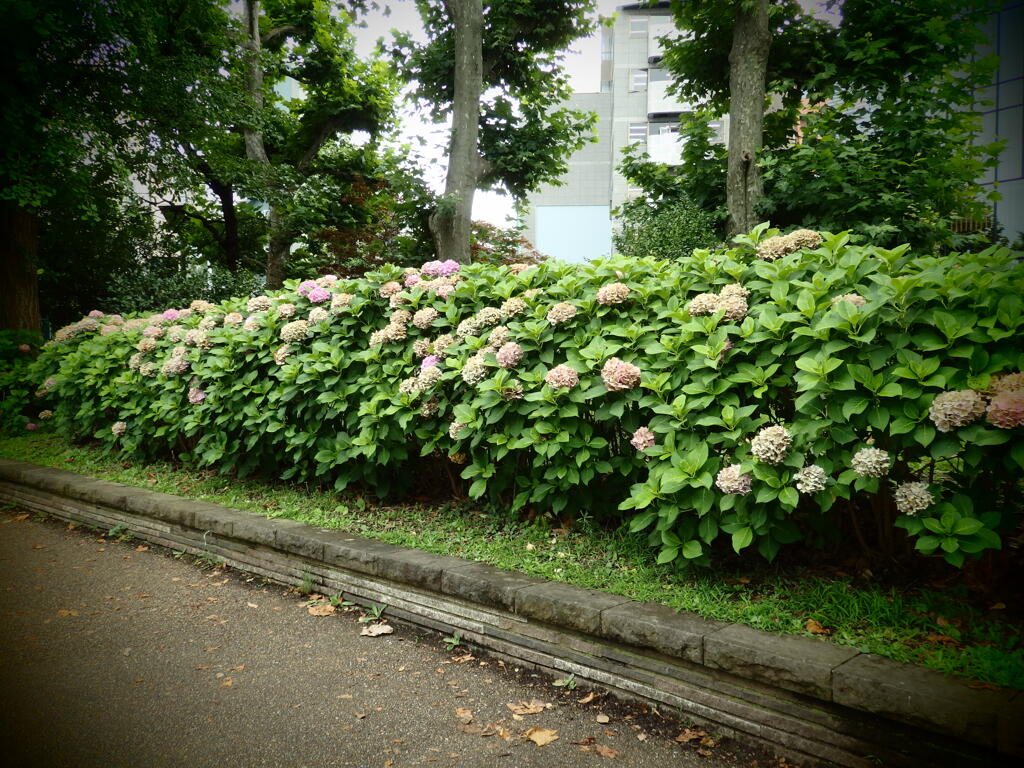 梅雨明け間近