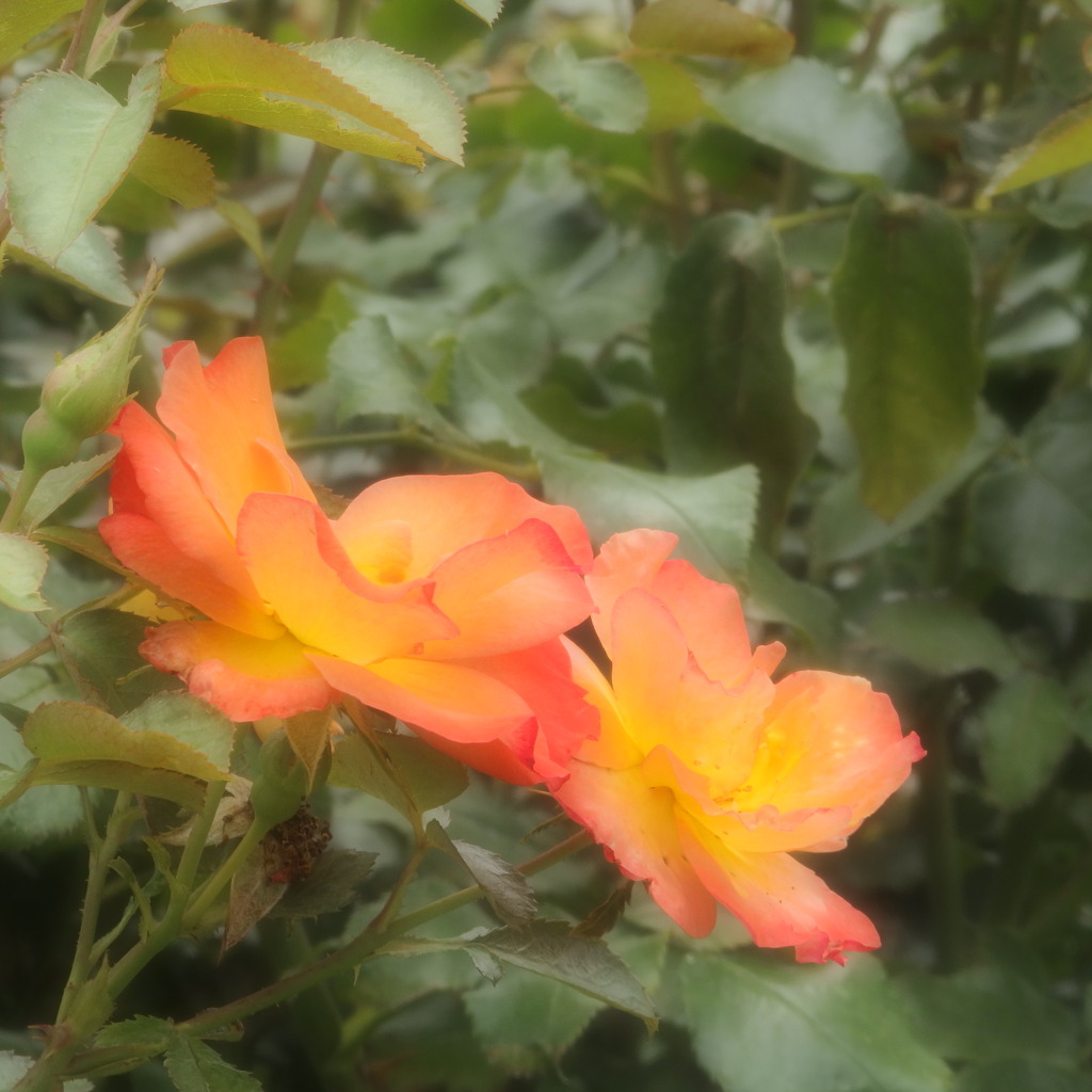 幻想的な太陽色の薔薇