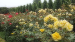 幻想的な薔薇花壇
