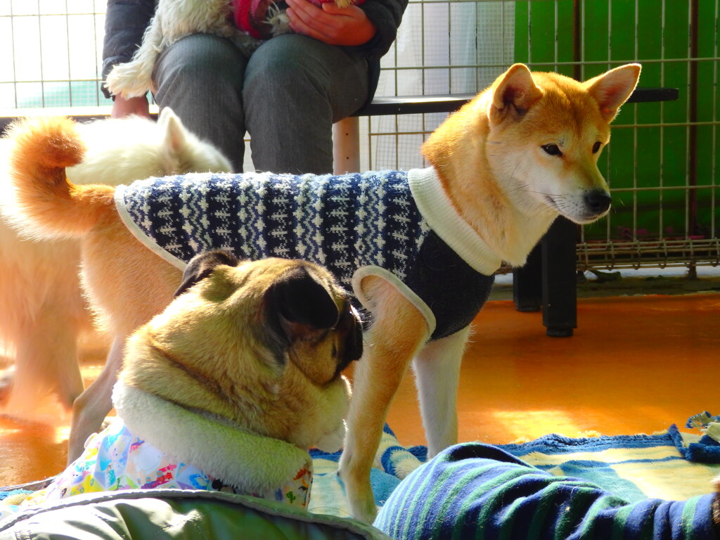 パッパグさん…？