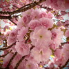八重桜トイフォト