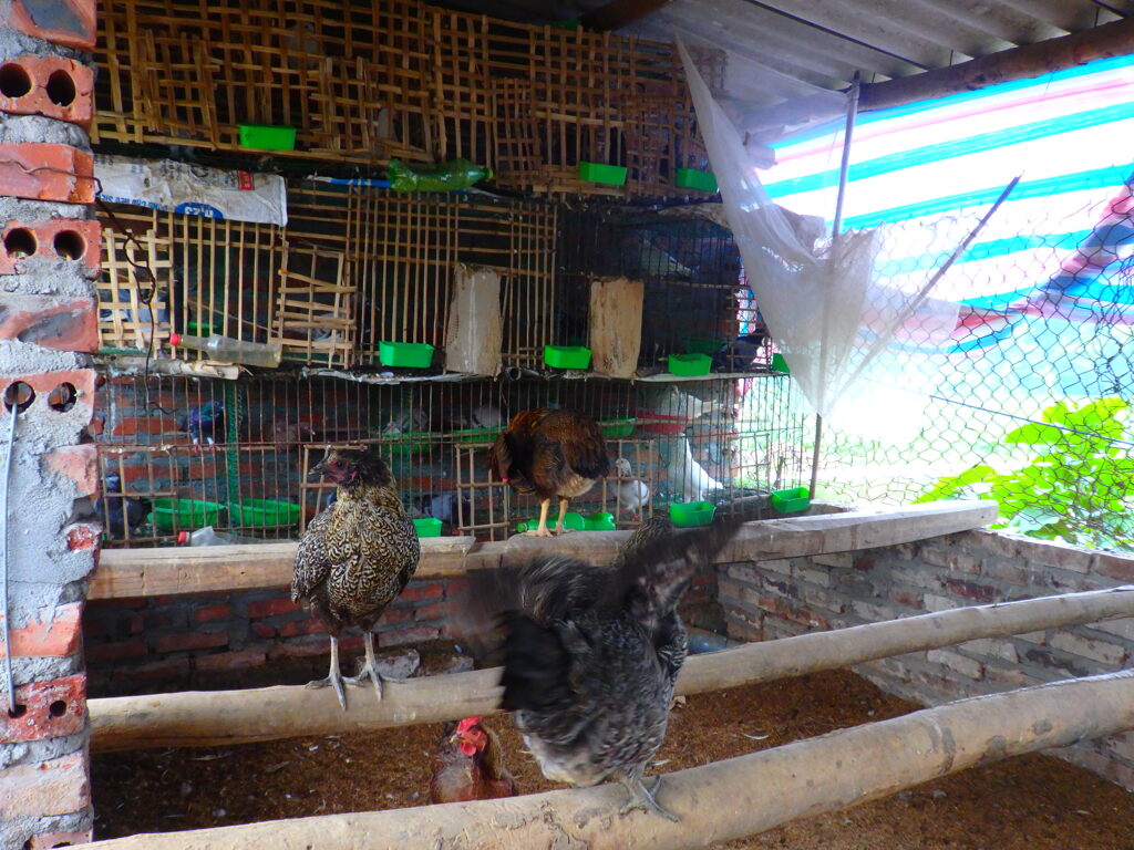 鳥小屋