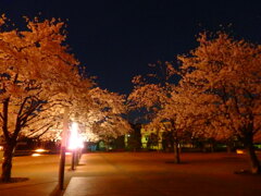 夜桜ライトアップ版