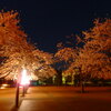 夜桜ライトアップ版