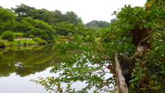 古木と日本庭園