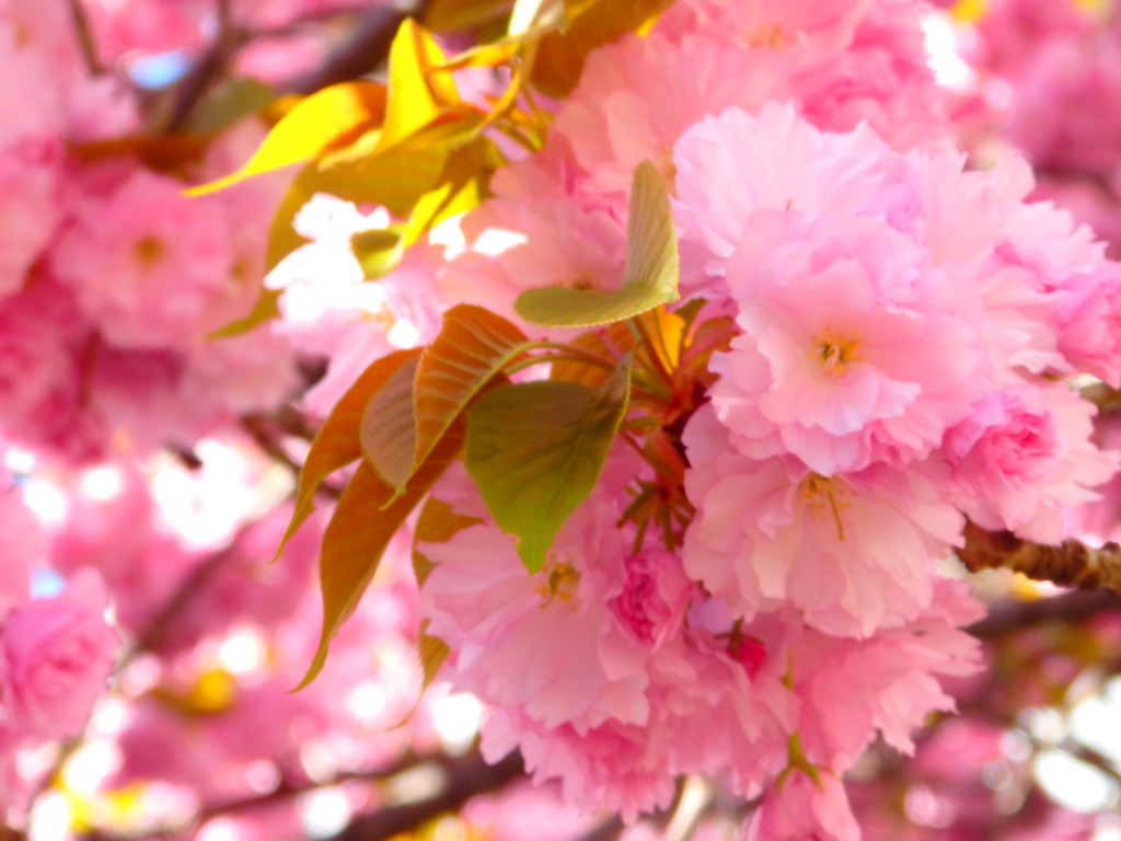 八重桜3