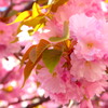 八重桜3