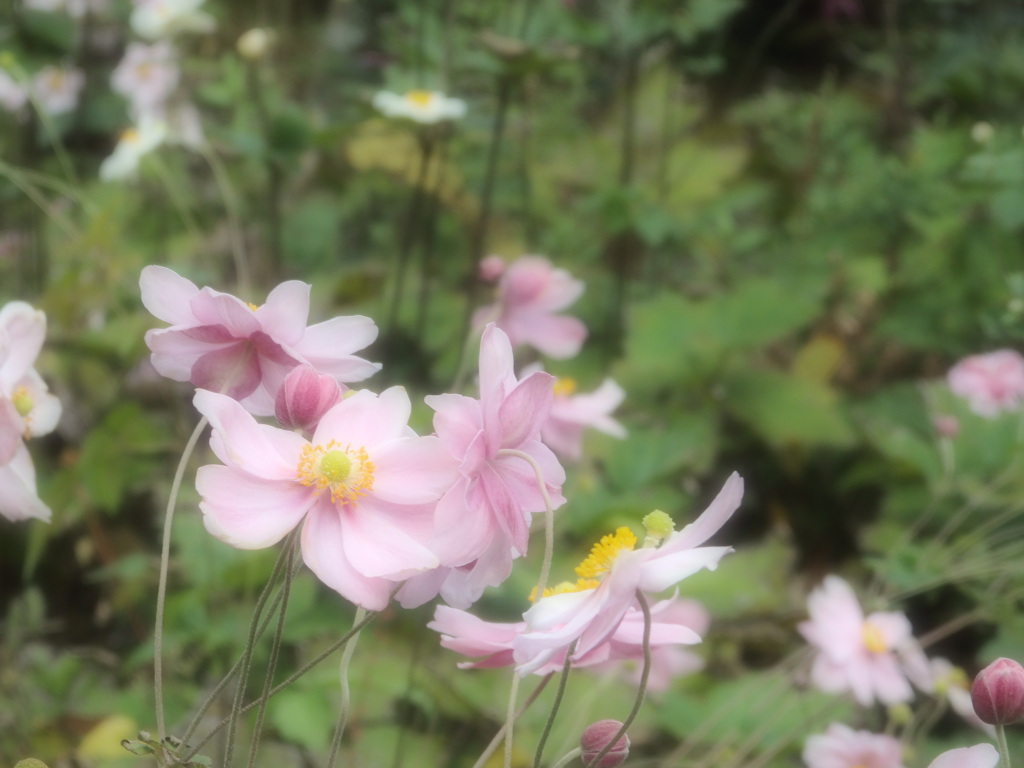 ふわっとお花