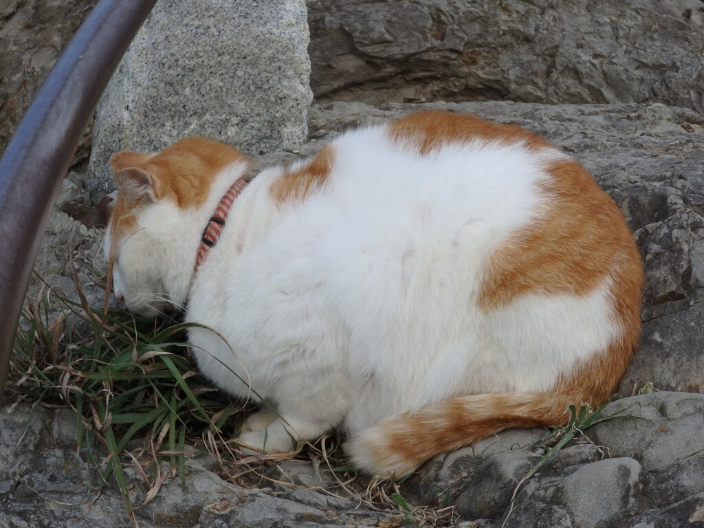 ふがふが