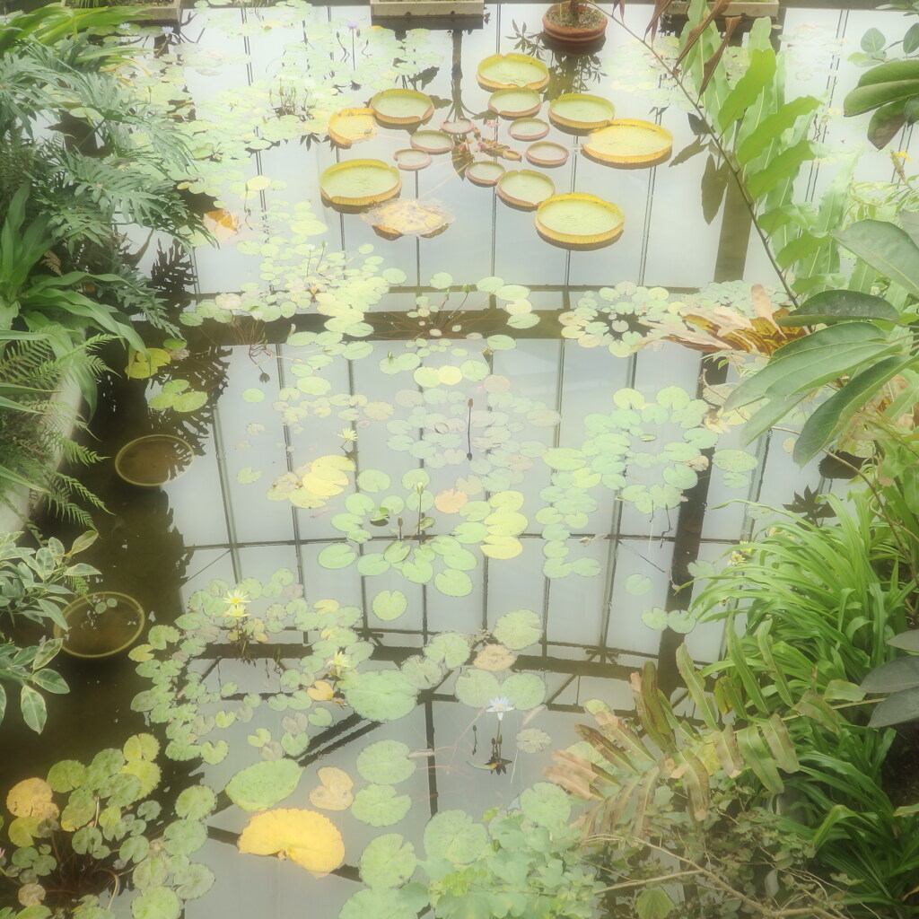 幻想的な熱帯睡蓮池
