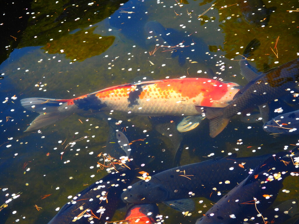鯉池２