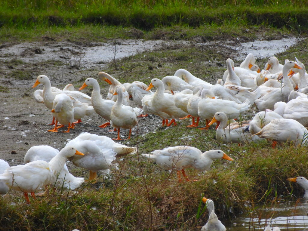 泳ぐのも疲れる…