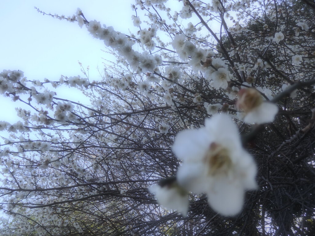 梅香る。