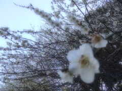 梅香る。