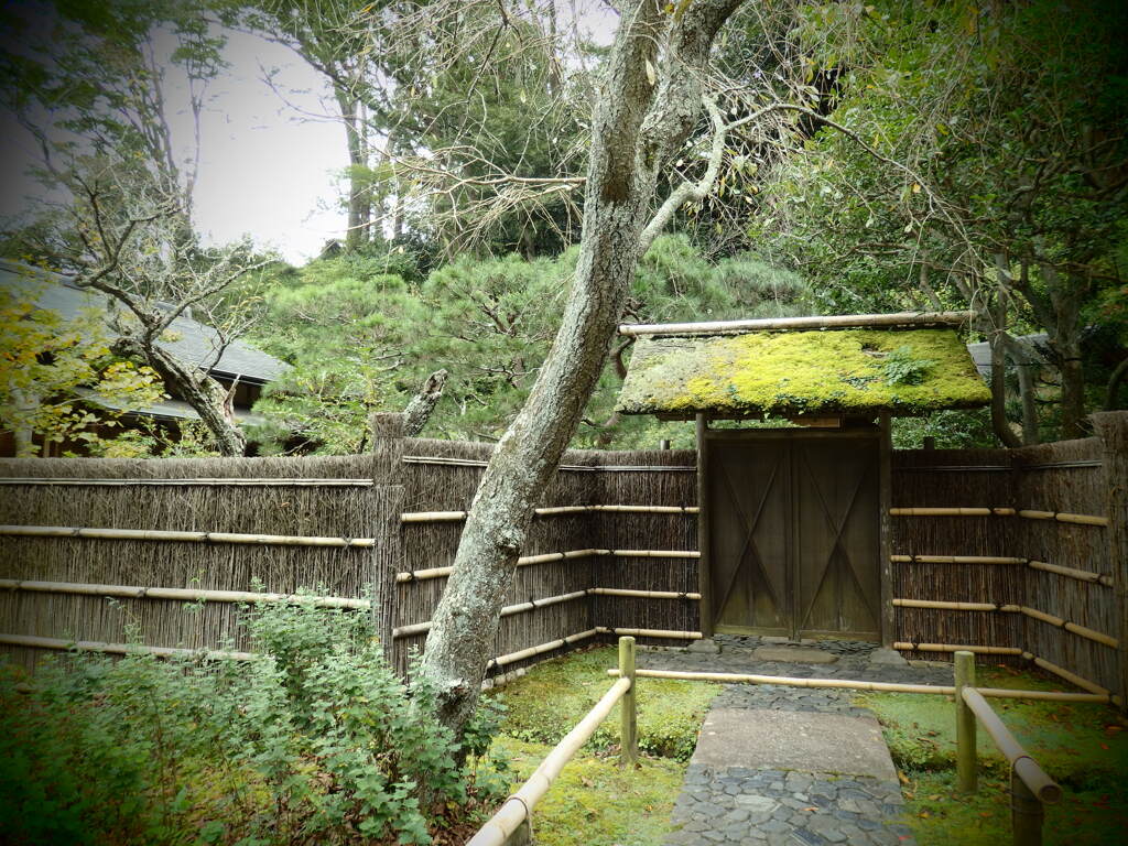 苔々しい