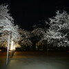 夜桜暗闇版