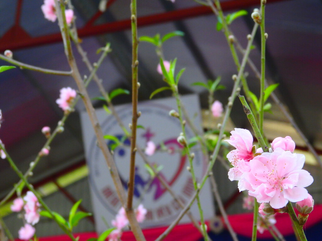 やはりここにも桃の花
