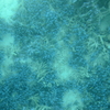 珊瑚2