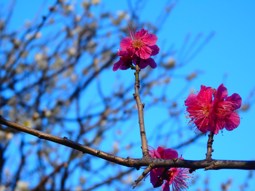 紅梅２