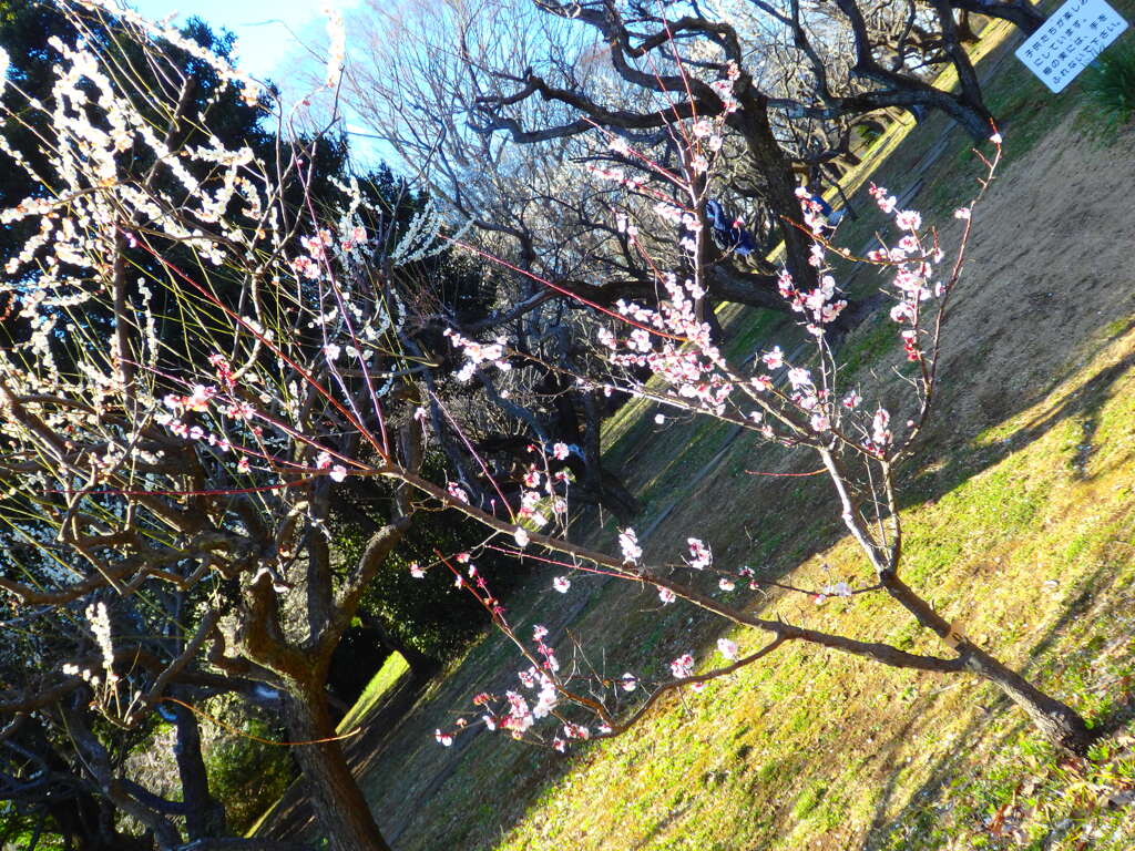 こども梅。