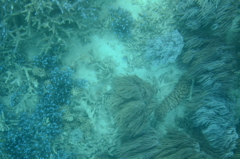 珊瑚1