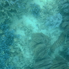 珊瑚1