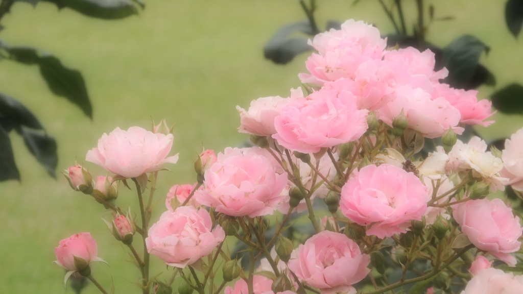 幻想的な純真可憐な薔薇